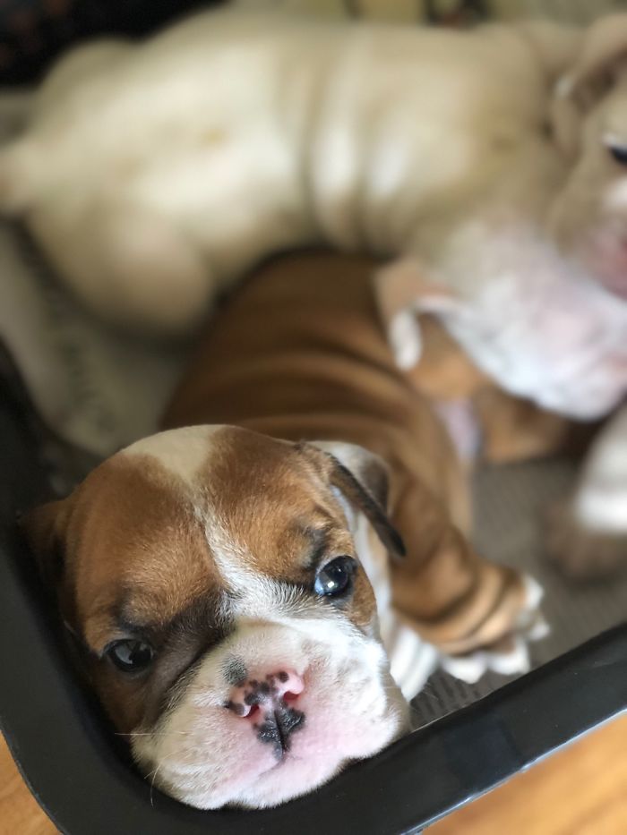 Hey, Pandas! Share The Cutest Pic Of Your Doggo When It Was Still A Pupper Hey, Pandas! Share The Cutest Pic Of Your Doggo When It Was Still A Pupper