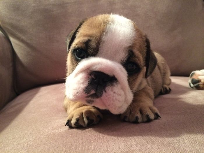 Hey, Pandas! Share The Cutest Pic Of Your Doggo When It Was Still A Pupper Hey, Pandas! Share The Cutest Pic Of Your Doggo When It Was Still A Pupper