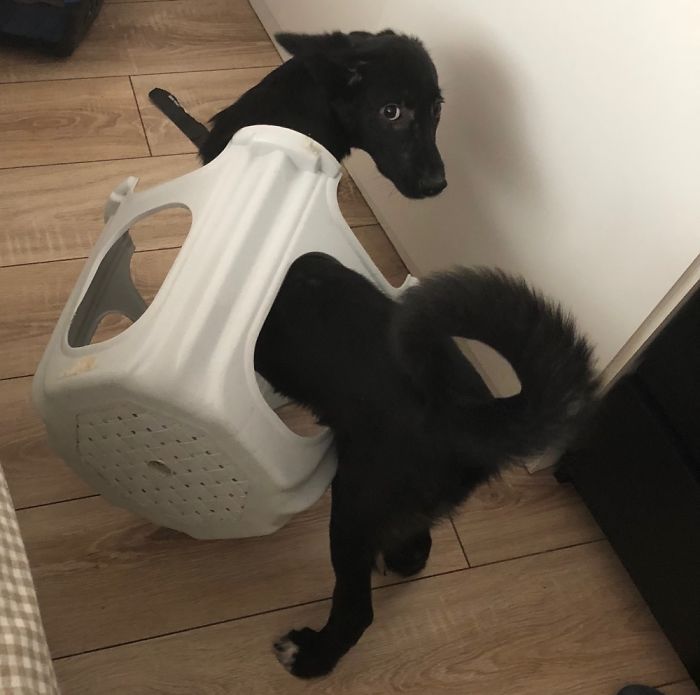 Hey, Pandas! Share The Cutest Pic Of Your Doggo When It Was Still A Pupper Hey, Pandas! Share The Cutest Pic Of Your Doggo When It Was Still A Pupper