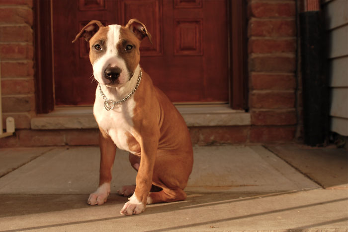 Hey, Pandas! Share The Cutest Pic Of Your Doggo When It Was Still A Pupper Hey, Pandas! Share The Cutest Pic Of Your Doggo When It Was Still A Pupper