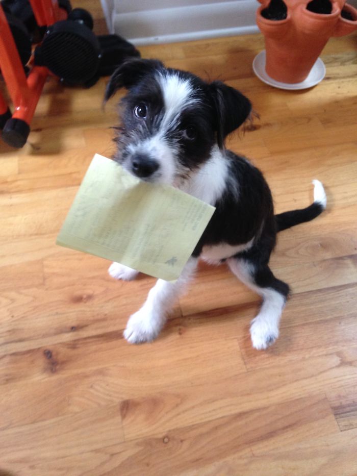 Hey, Pandas! Share The Cutest Pic Of Your Doggo When It Was Still A Pupper Hey, Pandas! Share The Cutest Pic Of Your Doggo When It Was Still A Pupper