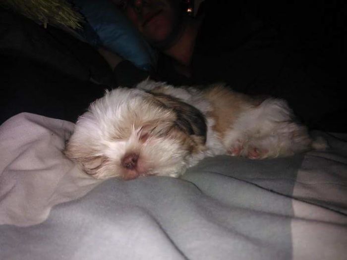 Hey, Pandas! Share The Cutest Pic Of Your Doggo When It Was Still A Pupper Hey, Pandas! Share The Cutest Pic Of Your Doggo When It Was Still A Pupper