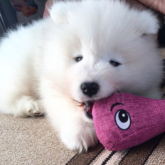 Hey, Pandas! Share The Cutest Pic Of Your Doggo When It Was Still A Pupper Hey, Pandas! Share The Cutest Pic Of Your Doggo When It Was Still A Pupper