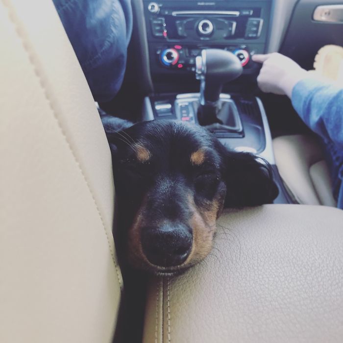 Hey, Pandas! Share The Cutest Pic Of Your Doggo When It Was Still A Pupper Hey, Pandas! Share The Cutest Pic Of Your Doggo When It Was Still A Pupper