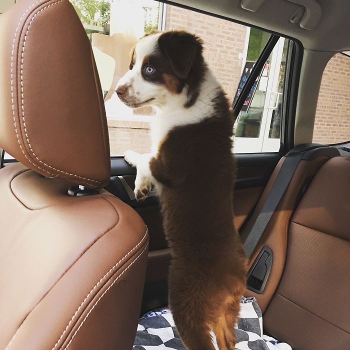 Hey, Pandas! Share The Cutest Pic Of Your Doggo When It Was Still A Pupper Hey, Pandas! Share The Cutest Pic Of Your Doggo When It Was Still A Pupper