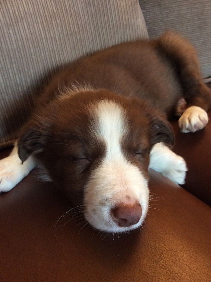 Hey, Pandas! Share The Cutest Pic Of Your Doggo When It Was Still A Pupper Hey, Pandas! Share The Cutest Pic Of Your Doggo When It Was Still A Pupper