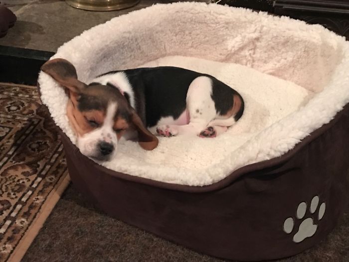 Hey, Pandas! Share The Cutest Pic Of Your Doggo When It Was Still A Pupper Hey, Pandas! Share The Cutest Pic Of Your Doggo When It Was Still A Pupper