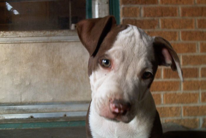 Hey, Pandas! Share The Cutest Pic Of Your Doggo When It Was Still A Pupper Hey, Pandas! Share The Cutest Pic Of Your Doggo When It Was Still A Pupper