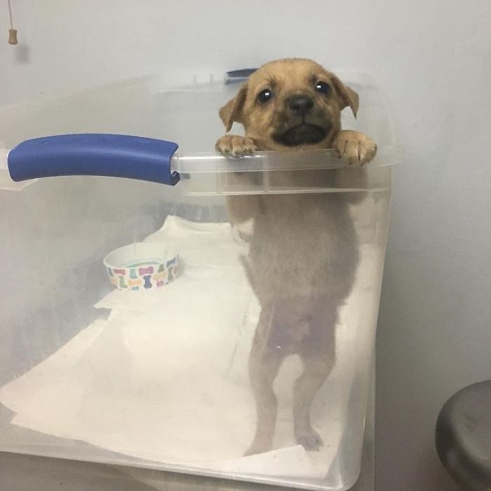 Hey, Pandas! Share The Cutest Pic Of Your Doggo When It Was Still A Pupper Hey, Pandas! Share The Cutest Pic Of Your Doggo When It Was Still A Pupper