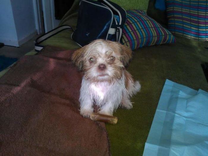 Hey, Pandas! Share The Cutest Pic Of Your Doggo When It Was Still A Pupper Hey, Pandas! Share The Cutest Pic Of Your Doggo When It Was Still A Pupper