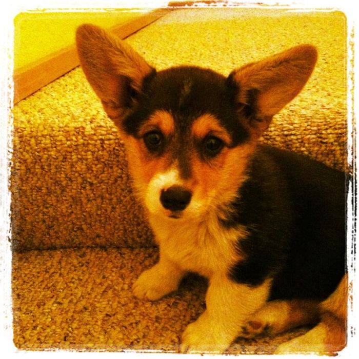 Hey, Pandas! Share The Cutest Pic Of Your Doggo When It Was Still A Pupper Hey, Pandas! Share The Cutest Pic Of Your Doggo When It Was Still A Pupper