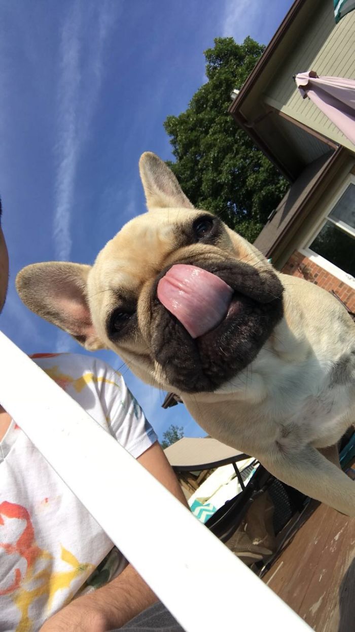 Hey, Pandas! Share The Cutest Pic Of Your Doggo When It Was Still A Pupper Hey, Pandas! Share The Cutest Pic Of Your Doggo When It Was Still A Pupper