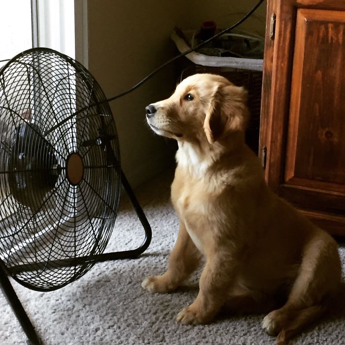 Hey, Pandas! Share The Cutest Pic Of Your Doggo When It Was Still A Pupper Hey, Pandas! Share The Cutest Pic Of Your Doggo When It Was Still A Pupper