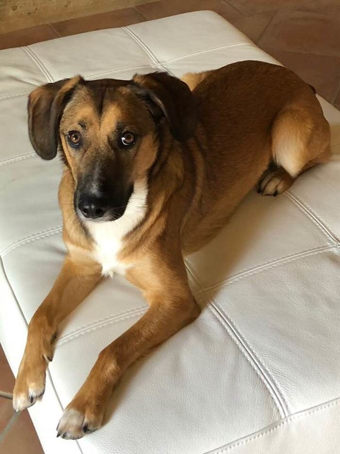 Hey, Pandas! Share The Cutest Pic Of Your Doggo When It Was Still A Pupper Hey, Pandas! Share The Cutest Pic Of Your Doggo When It Was Still A Pupper