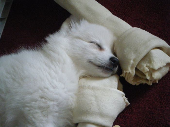 Hey, Pandas! Share The Cutest Pic Of Your Doggo When It Was Still A Pupper Hey, Pandas! Share The Cutest Pic Of Your Doggo When It Was Still A Pupper