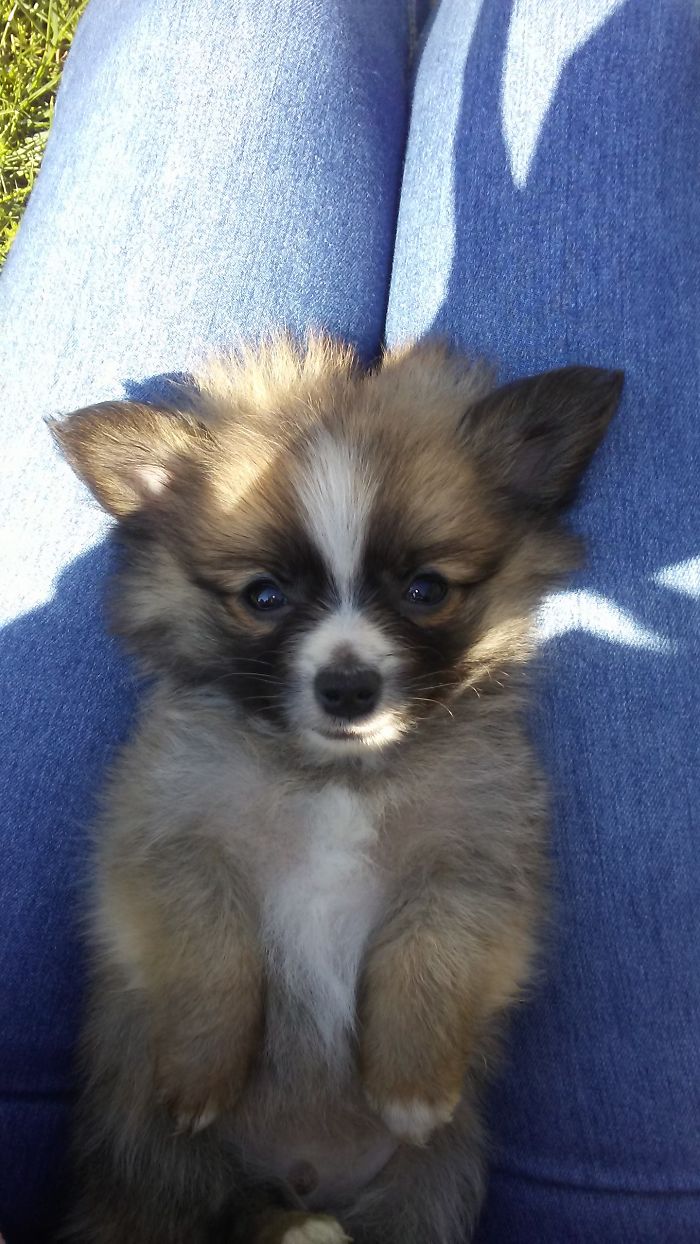 Hey, Pandas! Share The Cutest Pic Of Your Doggo When It Was Still A Pupper Hey, Pandas! Share The Cutest Pic Of Your Doggo When It Was Still A Pupper