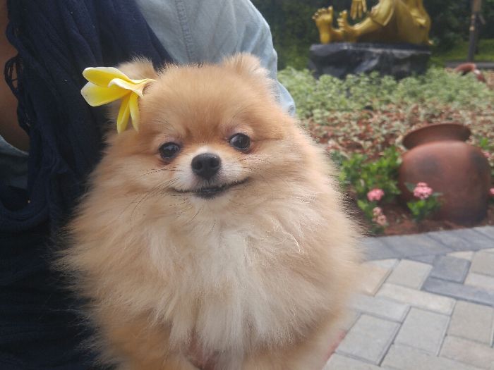 Hey, Pandas! Share The Cutest Pic Of Your Doggo When It Was Still A Pupper Hey, Pandas! Share The Cutest Pic Of Your Doggo When It Was Still A Pupper