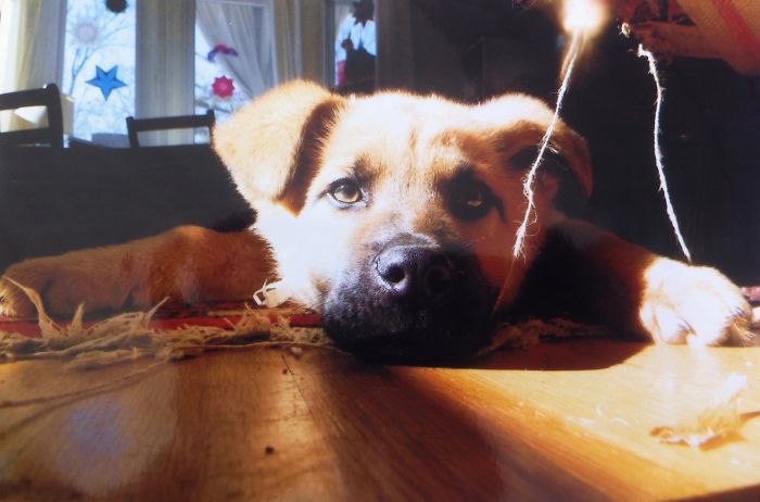 Hey, Pandas! Share The Cutest Pic Of Your Doggo When It Was Still A Pupper Hey, Pandas! Share The Cutest Pic Of Your Doggo When It Was Still A Pupper