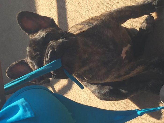 Hey, Pandas! Share The Cutest Pic Of Your Doggo When It Was Still A Pupper Hey, Pandas! Share The Cutest Pic Of Your Doggo When It Was Still A Pupper