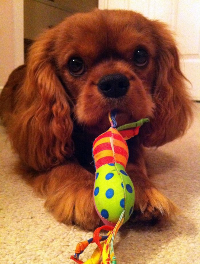 Hey, Pandas! Share The Cutest Pic Of Your Doggo When It Was Still A Pupper Hey, Pandas! Share The Cutest Pic Of Your Doggo When It Was Still A Pupper