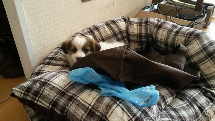 Hey, Pandas! Share The Cutest Pic Of Your Doggo When It Was Still A Pupper Hey, Pandas! Share The Cutest Pic Of Your Doggo When It Was Still A Pupper