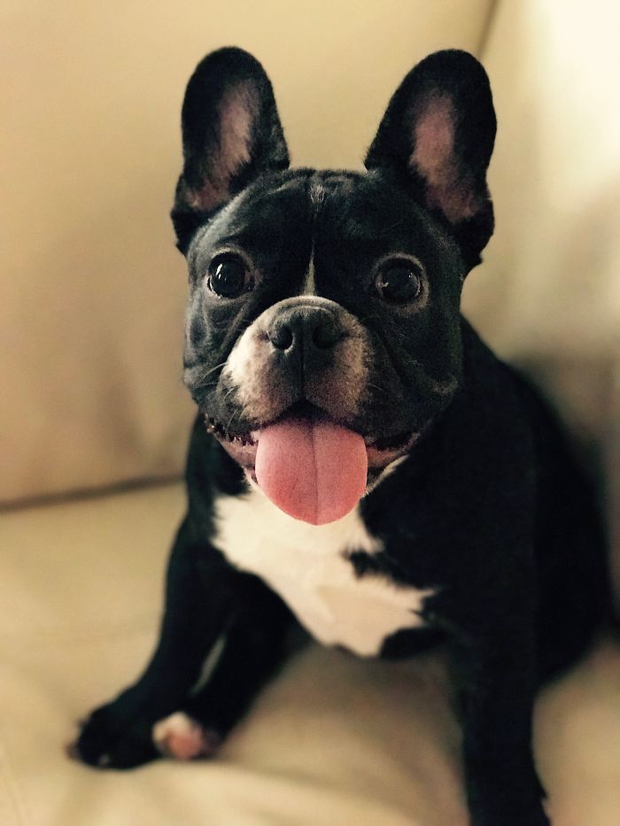 Hey, Pandas! Share The Cutest Pic Of Your Doggo When It Was Still A Pupper Hey, Pandas! Share The Cutest Pic Of Your Doggo When It Was Still A Pupper