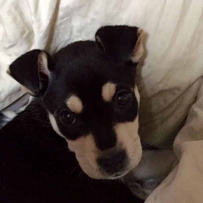 Hey, Pandas! Share The Cutest Pic Of Your Doggo When It Was Still A Pupper Hey, Pandas! Share The Cutest Pic Of Your Doggo When It Was Still A Pupper