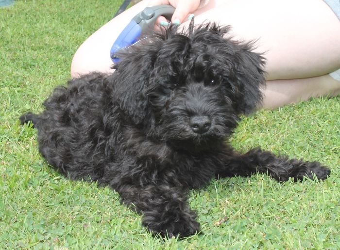 Hey, Pandas! Share The Cutest Pic Of Your Doggo When It Was Still A Pupper Hey, Pandas! Share The Cutest Pic Of Your Doggo When It Was Still A Pupper