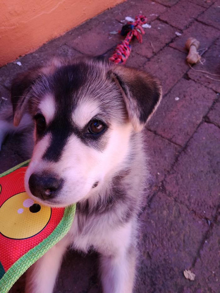 Hey, Pandas! Share The Cutest Pic Of Your Doggo When It Was Still A Pupper Hey, Pandas! Share The Cutest Pic Of Your Doggo When It Was Still A Pupper