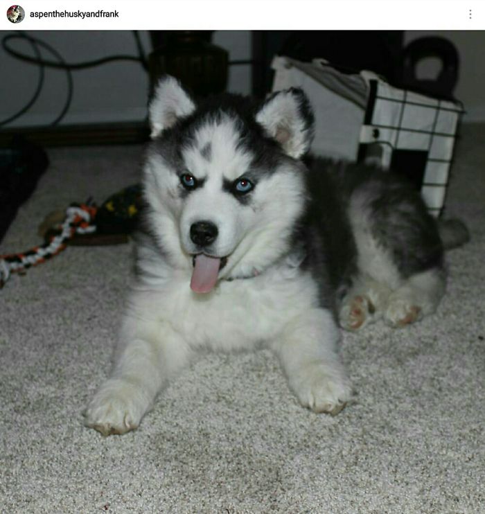 Hey, Pandas! Share The Cutest Pic Of Your Doggo When It Was Still A Pupper Hey, Pandas! Share The Cutest Pic Of Your Doggo When It Was Still A Pupper