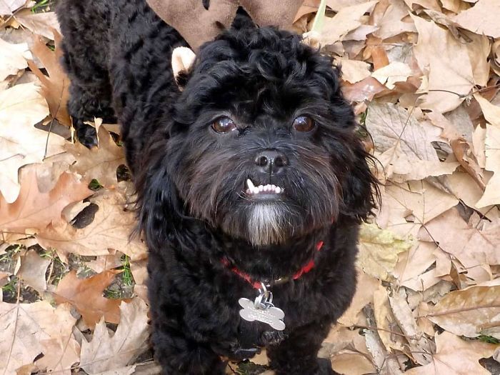 Hey, Pandas! Share The Cutest Pic Of Your Doggo When It Was Still A Pupper Hey, Pandas! Share The Cutest Pic Of Your Doggo When It Was Still A Pupper