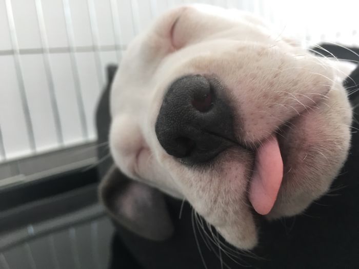 Hey, Pandas! Share The Cutest Pic Of Your Doggo When It Was Still A Pupper Hey, Pandas! Share The Cutest Pic Of Your Doggo When It Was Still A Pupper