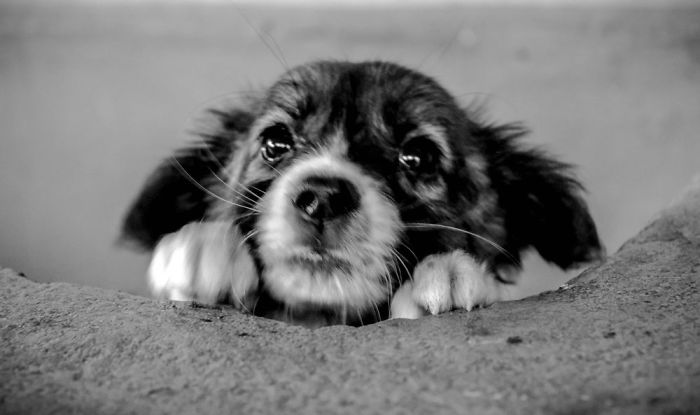 Hey, Pandas! Share The Cutest Pic Of Your Doggo When It Was Still A Pupper Hey, Pandas! Share The Cutest Pic Of Your Doggo When It Was Still A Pupper