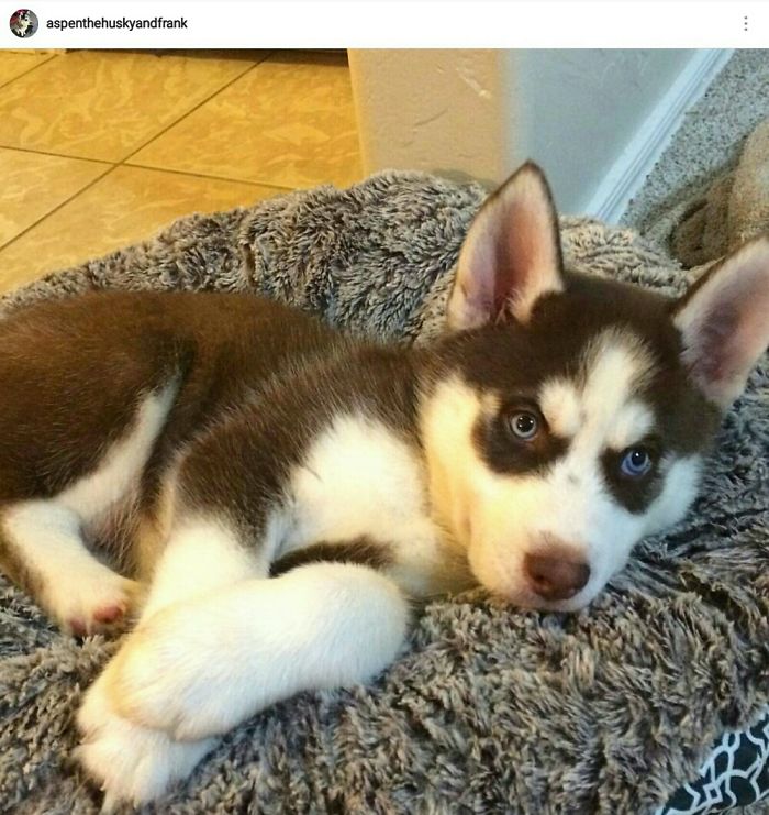 Hey, Pandas! Share The Cutest Pic Of Your Doggo When It Was Still A Pupper Hey, Pandas! Share The Cutest Pic Of Your Doggo When It Was Still A Pupper