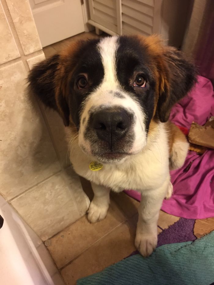 Hey, Pandas! Share The Cutest Pic Of Your Doggo When It Was Still A Pupper Hey, Pandas! Share The Cutest Pic Of Your Doggo When It Was Still A Pupper