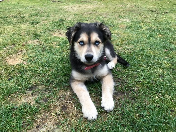 Hey, Pandas! Share The Cutest Pic Of Your Doggo When It Was Still A Pupper Hey, Pandas! Share The Cutest Pic Of Your Doggo When It Was Still A Pupper