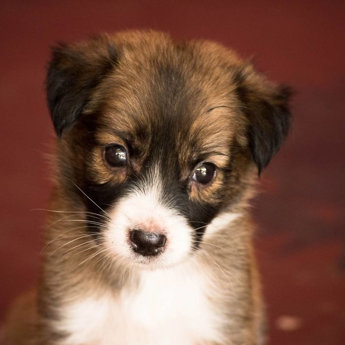 Hey, Pandas! Share The Cutest Pic Of Your Doggo When It Was Still A Pupper Hey, Pandas! Share The Cutest Pic Of Your Doggo When It Was Still A Pupper