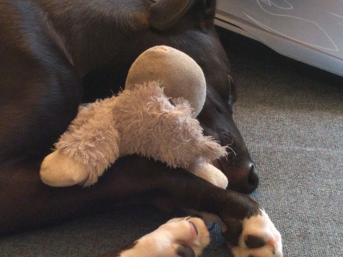 Hey, Pandas! Share The Cutest Pic Of Your Doggo When It Was Still A Pupper Hey, Pandas! Share The Cutest Pic Of Your Doggo When It Was Still A Pupper