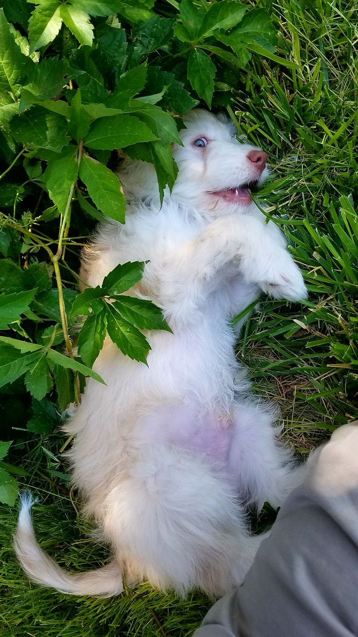 Hey, Pandas! Share The Cutest Pic Of Your Doggo When It Was Still A Pupper Hey, Pandas! Share The Cutest Pic Of Your Doggo When It Was Still A Pupper