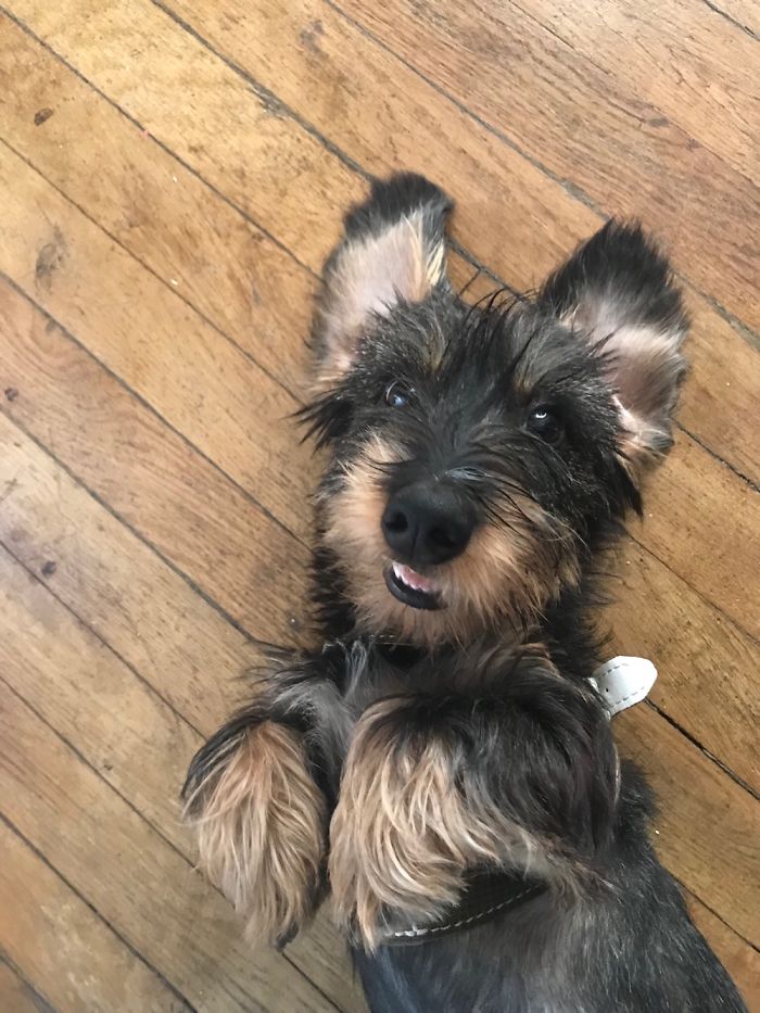 Hey, Pandas! Share The Cutest Pic Of Your Doggo When It Was Still A Pupper Hey, Pandas! Share The Cutest Pic Of Your Doggo When It Was Still A Pupper