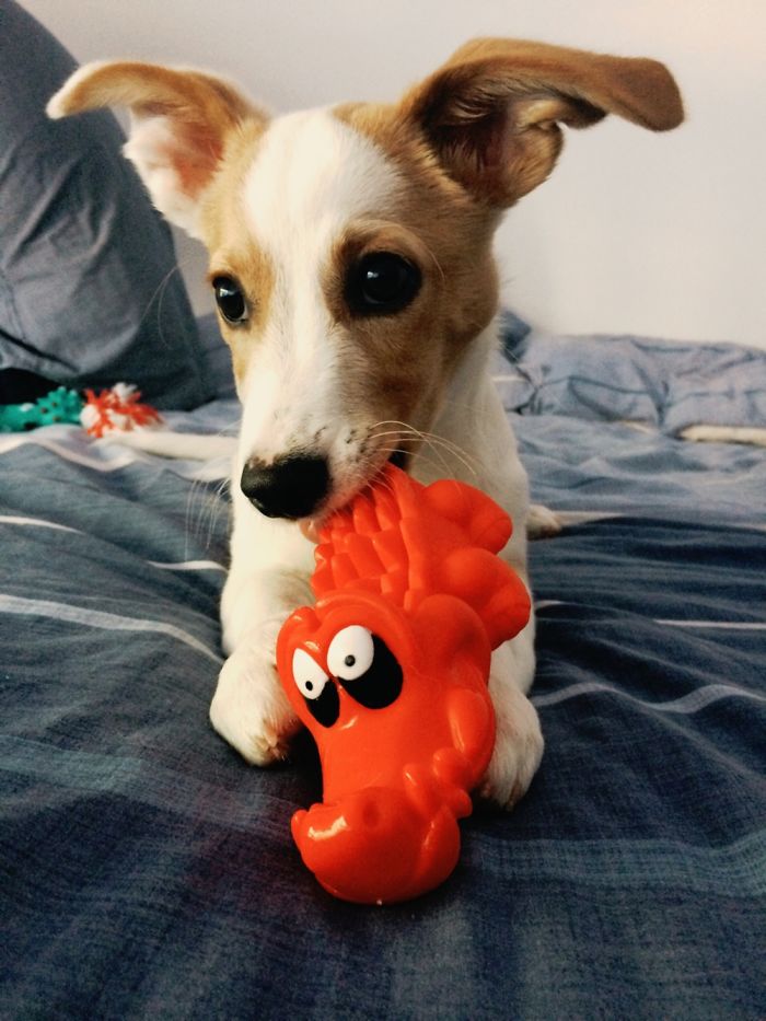 Hey, Pandas! Share The Cutest Pic Of Your Doggo When It Was Still A Pupper Hey, Pandas! Share The Cutest Pic Of Your Doggo When It Was Still A Pupper