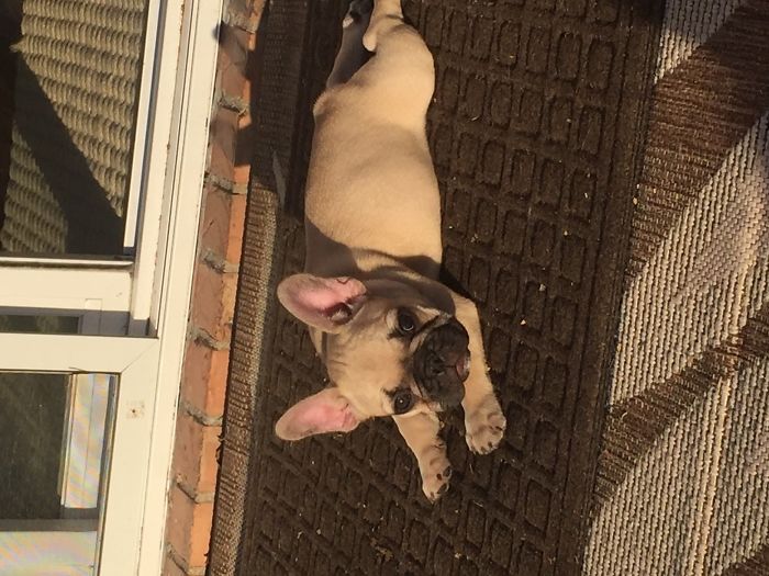 Hey, Pandas! Share The Cutest Pic Of Your Doggo When It Was Still A Pupper Hey, Pandas! Share The Cutest Pic Of Your Doggo When It Was Still A Pupper