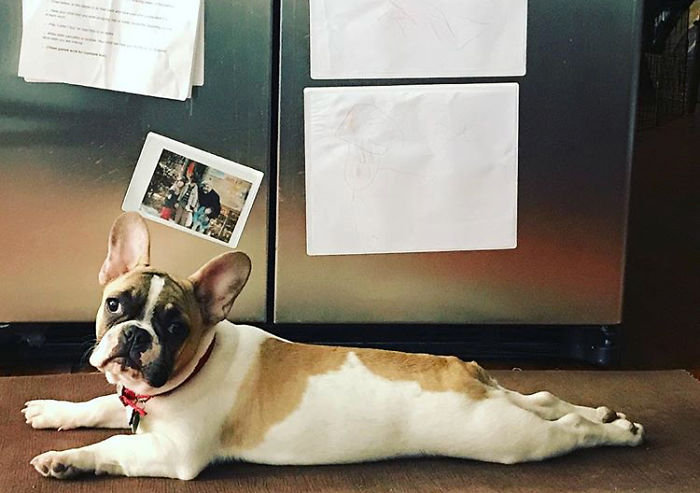 Hey, Pandas! Share The Cutest Pic Of Your Doggo When It Was Still A Pupper Hey, Pandas! Share The Cutest Pic Of Your Doggo When It Was Still A Pupper