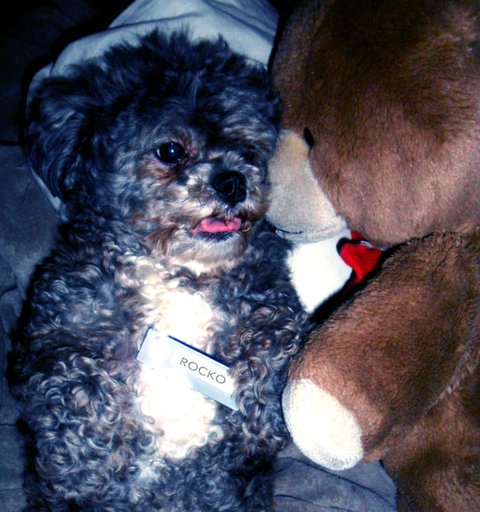 Hey, Pandas! Share The Cutest Pic Of Your Doggo When It Was Still A Pupper Hey, Pandas! Share The Cutest Pic Of Your Doggo When It Was Still A Pupper