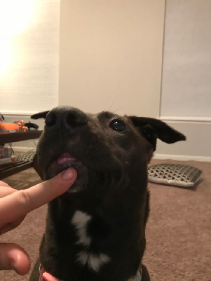 Hey, Pandas! Share The Cutest Pic Of Your Doggo When It Was Still A Pupper Hey, Pandas! Share The Cutest Pic Of Your Doggo When It Was Still A Pupper