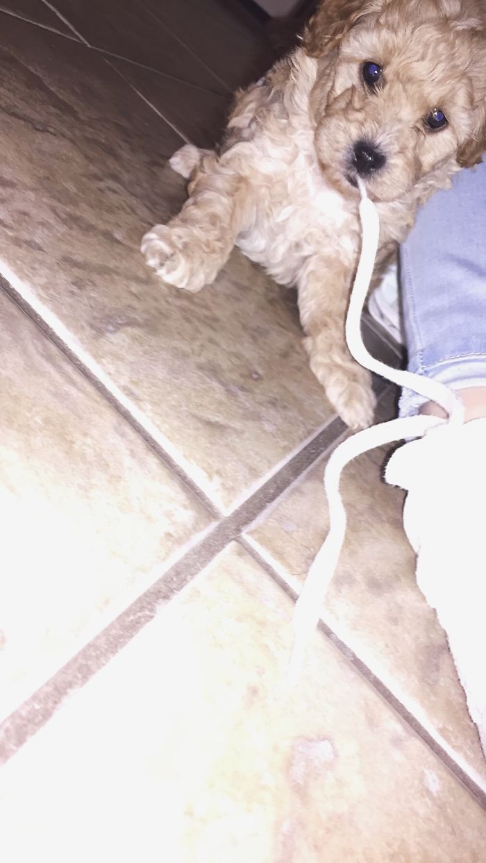 Hey, Pandas! Share The Cutest Pic Of Your Doggo When It Was Still A Pupper Hey, Pandas! Share The Cutest Pic Of Your Doggo When It Was Still A Pupper