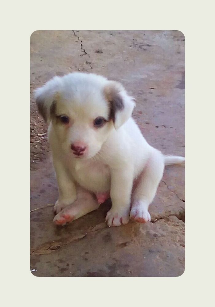 Hey, Pandas! Share The Cutest Pic Of Your Doggo When It Was Still A Pupper Hey, Pandas! Share The Cutest Pic Of Your Doggo When It Was Still A Pupper