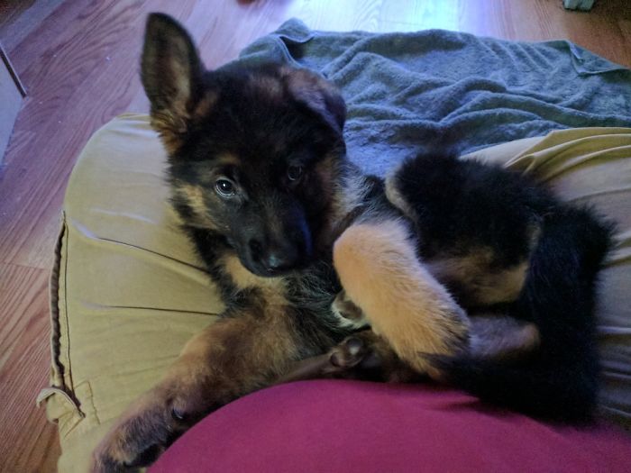 Hey, Pandas! Share The Cutest Pic Of Your Doggo When It Was Still A Pupper Hey, Pandas! Share The Cutest Pic Of Your Doggo When It Was Still A Pupper