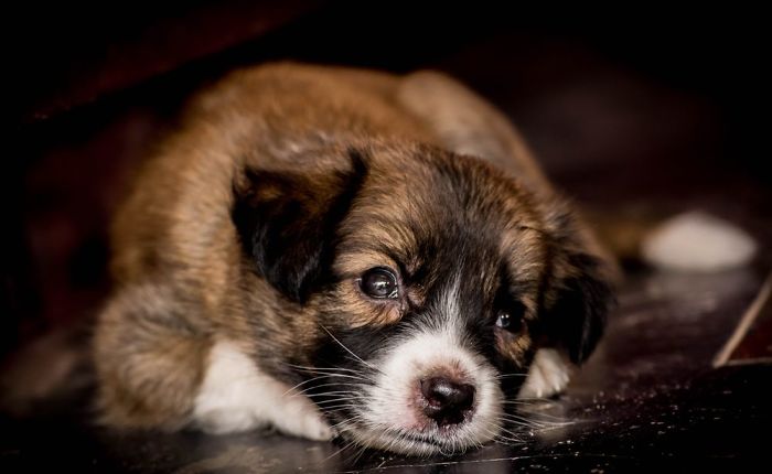 Hey, Pandas! Share The Cutest Pic Of Your Doggo When It Was Still A Pupper Hey, Pandas! Share The Cutest Pic Of Your Doggo When It Was Still A Pupper