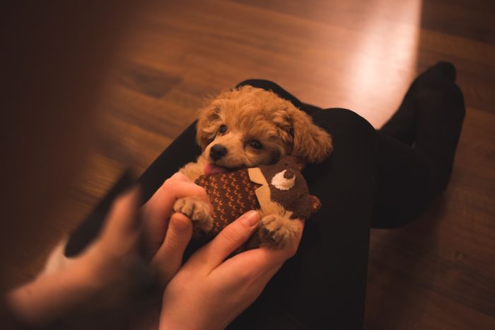 Hey, Pandas! Share The Cutest Pic Of Your Doggo When It Was Still A Pupper Hey, Pandas! Share The Cutest Pic Of Your Doggo When It Was Still A Pupper